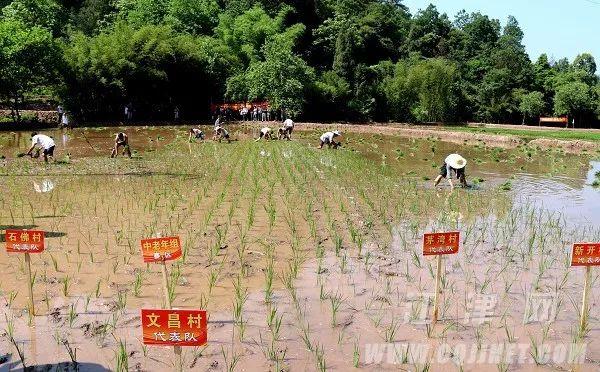 最新斗水牛，水下欢乐纽带揭秘