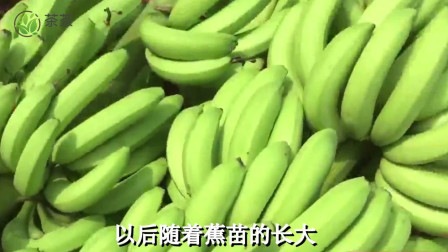 香蕉在线最新，自然美景的旅行探索，寻找内心平和之地